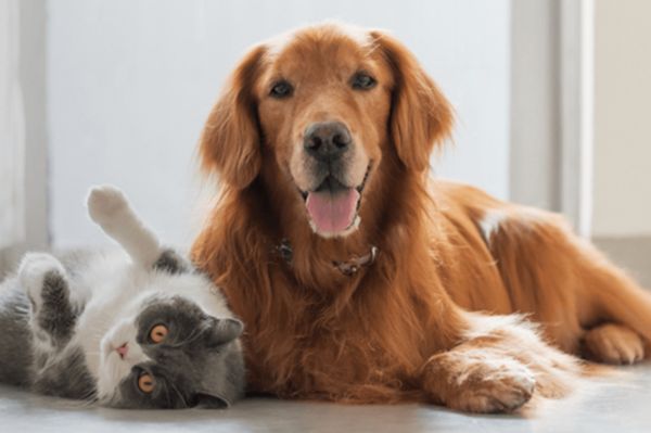 Golden retriever and gray-and-white cat relaxing together on the floor, matching the theme of the Hill’s Pet of the Month Sweepstakes for cat and dog owners. Cozy pet lifestyle image showing a happy dog and a playful cat side by side, fitting a Hill’s Pet Nutrition pet sweepstakes with monthly prize drawings. Cat and dog companionship photo used to represent the Hill’s Pet of the Month Sweepstakes prize of pet coupons and monthly pet-themed giveaways.