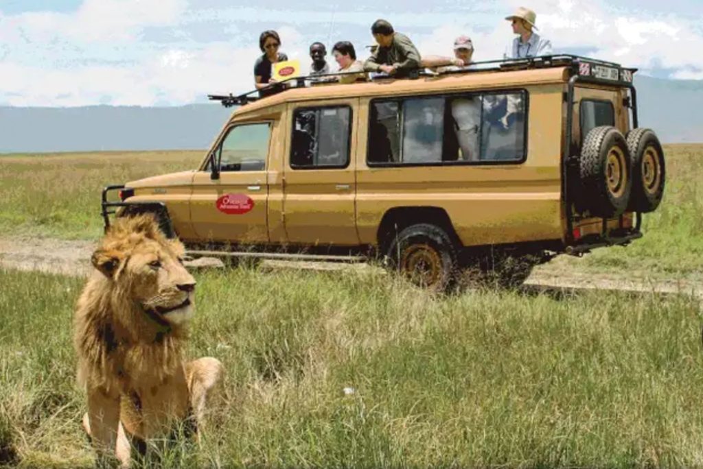A lion rests in tall grass as a safari vehicle with tourists watches nearby, capturing the moment in the serene savanna landscape, featured in the Overseas Adventure Travel $6,500 Sweepstakes