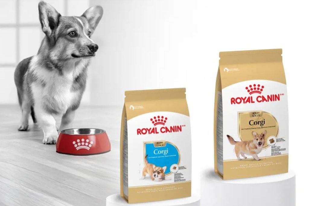 A corgi stands beside a red food bowl, looking curiously at two bags of dog food designed for corgis, displayed prominently nearby, featured in the Royal Canin Six Months of Kitten Food Sweepstakes