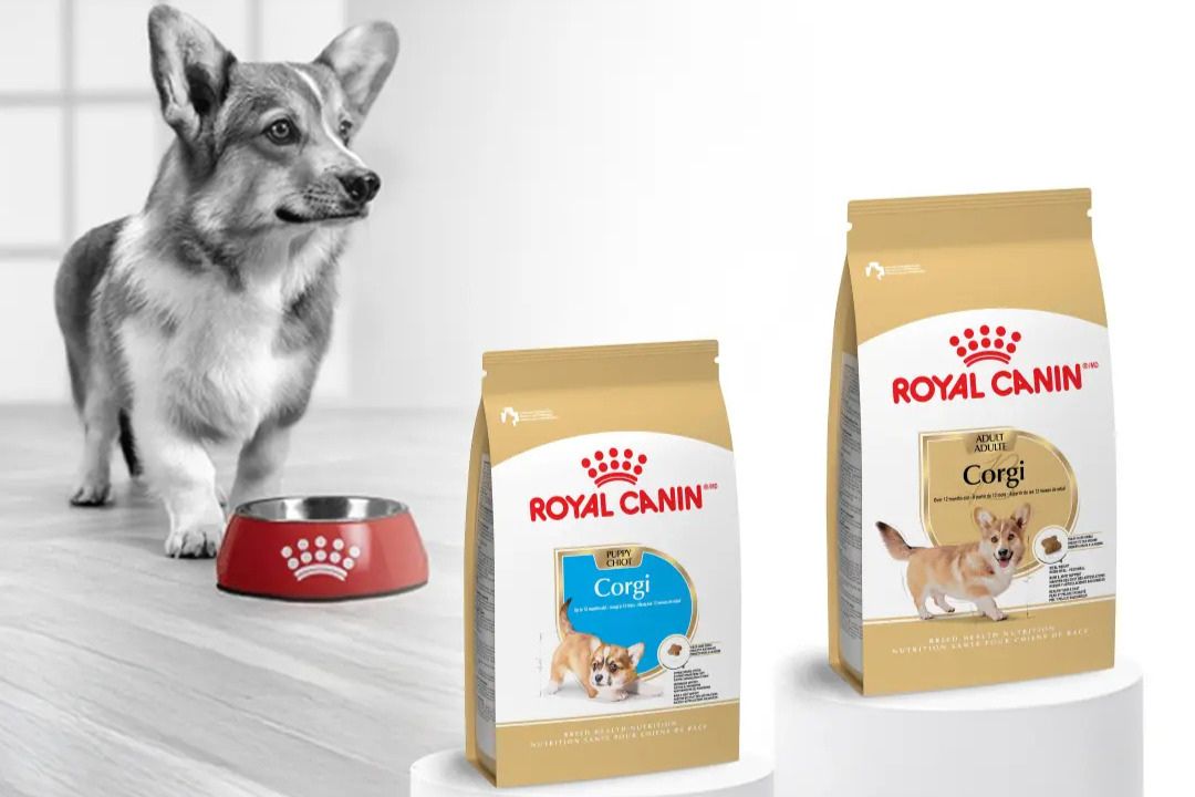 A corgi stands beside a red food bowl, looking curiously at two bags of dog food designed for corgis, displayed prominently nearby, featured in the Royal Canin Six Months of Kitten Food Sweepstakes