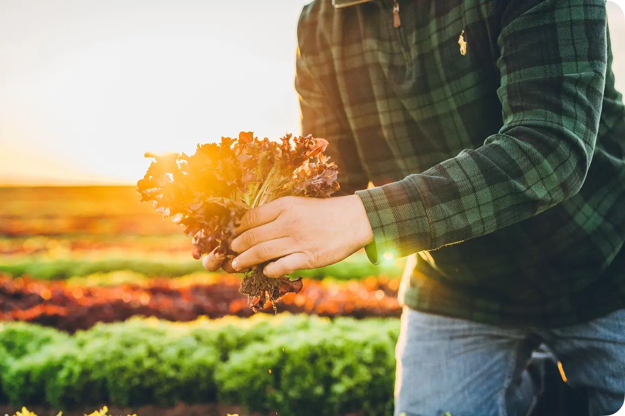 A person in a green plaid shirt harvests vibrant lettuce in a farm field at sunset, with warm light illuminating the scene and rows of crops in the background, featured in the Earthbound Farm Year of Greens Sweepstakes